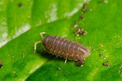 Tiny Gray Bugs What Are They And How To Get Rid Of Them Home Care Zen