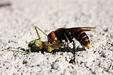 Japanese Bees Kill Wasp Pictures