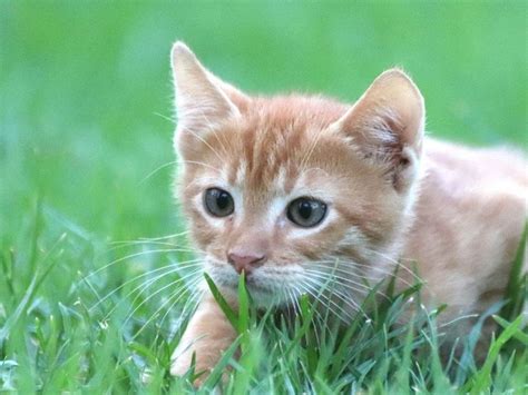 About 10 % of humans have cat allergies. How to Manage Your Pet's Allergies | Pet allergies, Dog ...