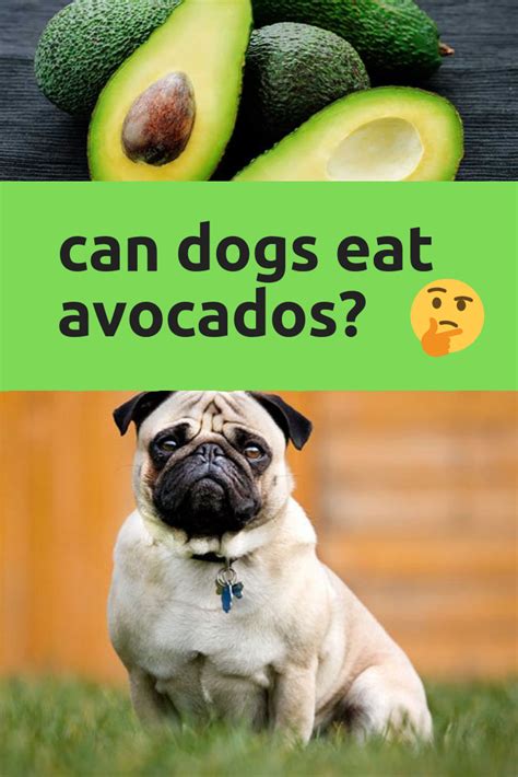 *by clicking these links, you will leave publix.com and enter the instacart site that they operate and control. can dogs eat avocados? | Can dogs eat, Avocado for dogs ...