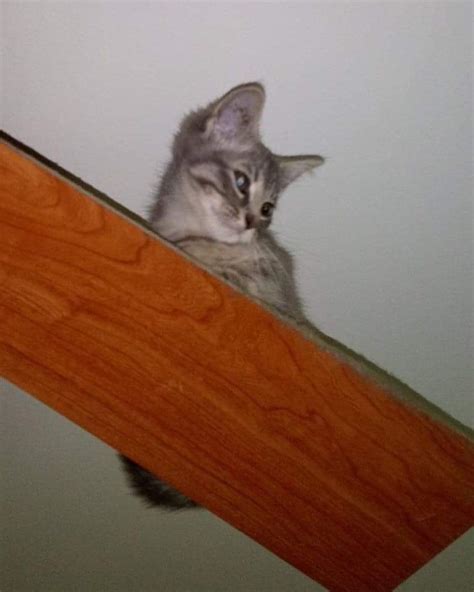 Silly Kitty Get Off The Ceiling Fan Follow Us Fluffy8cats Funny