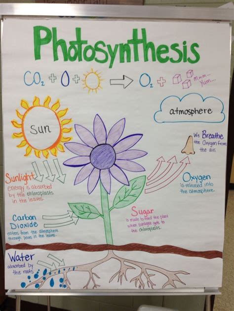 Photosynthesis activities, Photosynthesis anchor chart, Photosynthesis