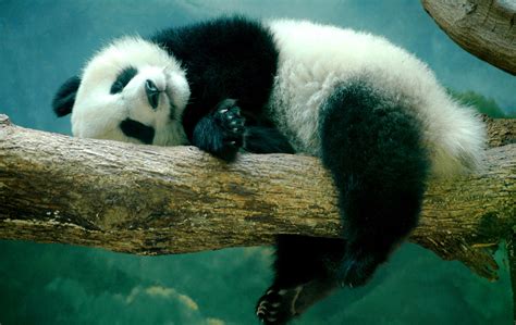Chengdu Giant Panda Breeding And Research Center Base Easy Tour China