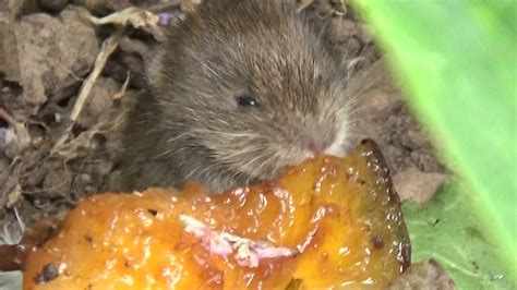 Maybe you would like to learn more about one of these? CUTE WILD BABY FIELD MICE EATING AN' STUFF - YouTube