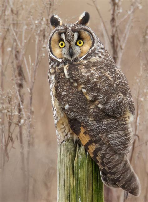 Long Eared Owl Birdnote