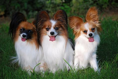 What are papillon dogs like as pets? Toy Dog Puppies Pictures