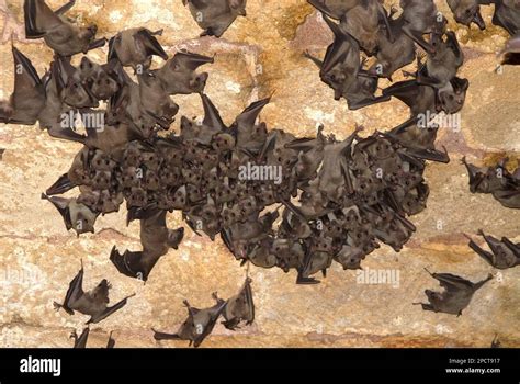 Fruit Bats Rousettus Aegyptiacus Colony Rest In A Cave Stock Photo