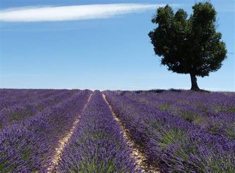 Lavender Field With Tree Stock Photo Image Of Purple 10985974