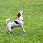 Pictures of Fence Fighting Solutions