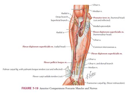 Elbow Anatomy Msk Learning Portfolioupper Limbs
