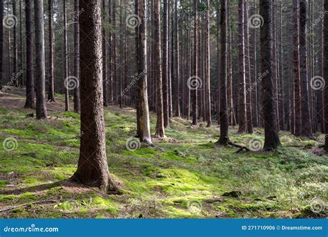 Tranquil Forest Scene Stock Photo Image Of Tranquil 271710906