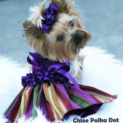 Chloe Dress By Linda Higgins Yorkshire Terrier Dog Breed Photography