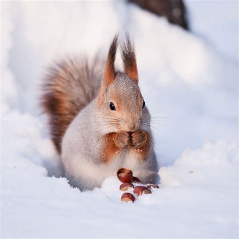Tierbilder tiere tier fotos natur tiere hirsche schnee ausgestopftes tier winterbilder süße tiere. Bilder Natur im Winter und sein Segen für die Natur