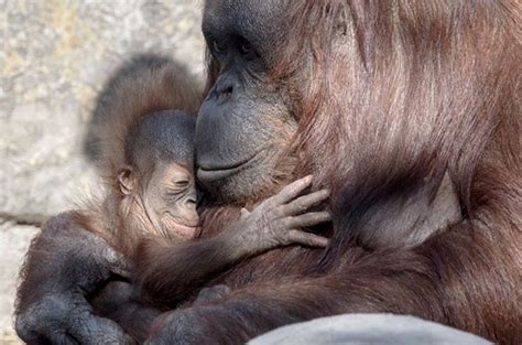 Liberă pentru uz comercial ✓ nu necesită atribuire ✓. Paradise News Magazine | Two Cute: 2nd Bornean Orangutan ...