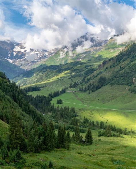 Scenic Landscape With Green Meadows Fir Trees And Mountains In Clouds