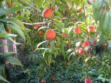 A celebrated pear tree in danvers, mass. Peaches galore - semi/dwarf 6 year old peach tree grows ...
