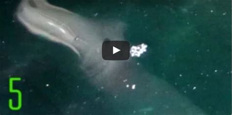 5 Unexplained Sea Creatures Caught On Tape