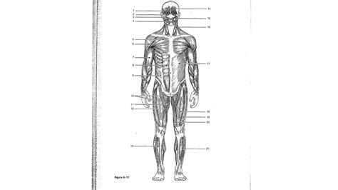 Anatomy Muscle Labeling Diagram Quizlet