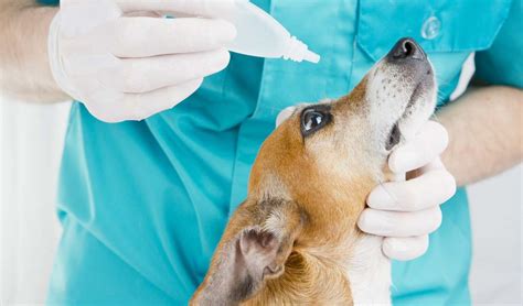 How To Deal With Dog Eye Allergies Symptoms And Treatments