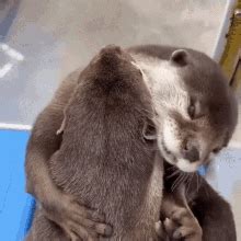 Otter Jump Gif Otter Jump Otters Discover Share Gifs