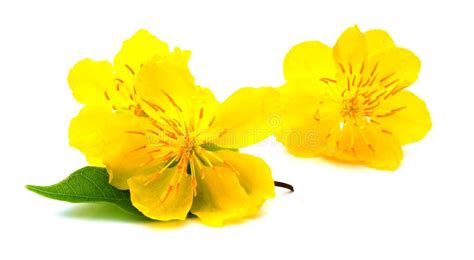 Yellow Apricot Blossom Closeup Hoa Mai Integerrima Budding Stock