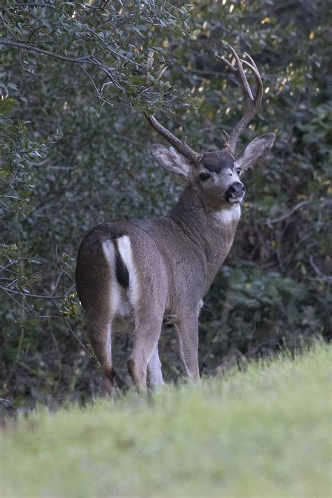 Black Tailed Deer Save East Rocklin