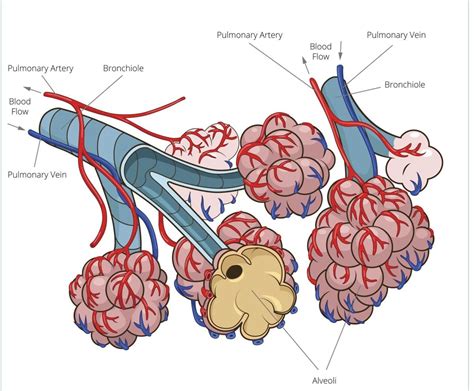 Alveoli Respiratory System Respiratory Respiratory Therapy