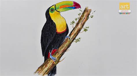 How To Draw A Toucan Ii How To Draw Toucan Step By Step Ii Artjanag