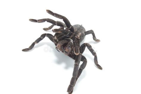Giant Black Spider Isolate On White Stock Image Image Of Arachnid