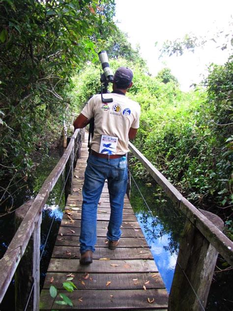 Tietta Pivatto Formando Condutores De Observadores De Aves No Pantanal