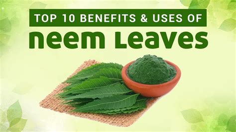 Neem oil for your pets. Top 10 Benefits & Uses Of Neem Leaves | Neem Benefits and ...