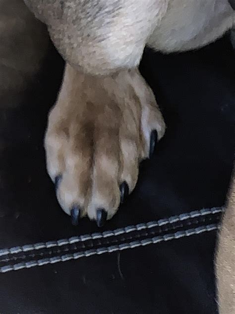 My Dog Has Five Toes On His Back Feet Rmildlyinteresting