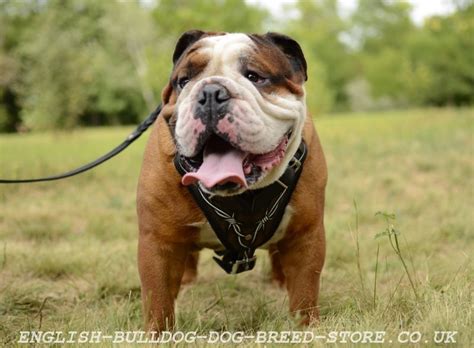 I'm thinking of getting an english bulldog and i've heard that it's better to use a harness on them rather than a regular collar because it doesn. Dog Harnesses UK for English Bulldog