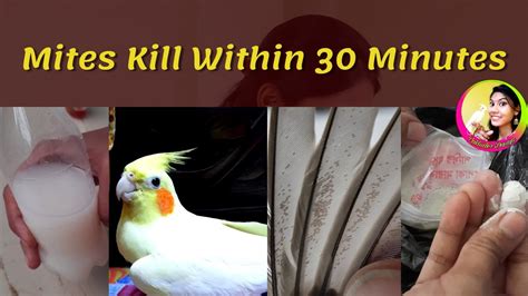 Mites Kill Within 30 Minutes Bird Mites Solution Bird Feather