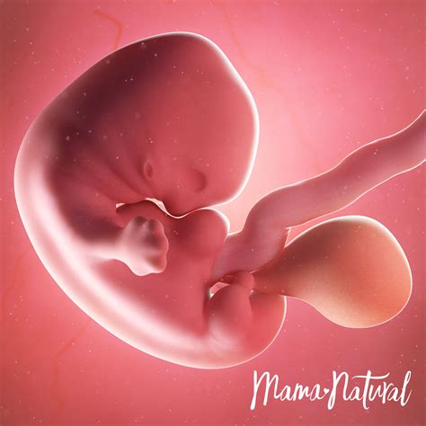 7 Weeks Pregnant | Natural Pregnancy Week-by-Week