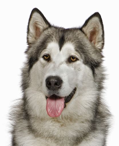 Companion creature mammal, domestic doggy, vector illustration. Alaskan Malamute Ear and Eye Care - Dog Grooming Tutorial