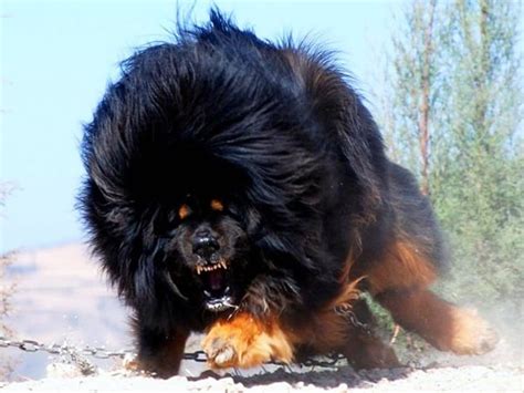 top  mountain dog breeds tail  fur