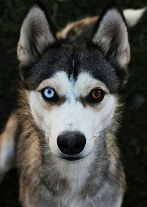 A Most Beautiful Husky With Heterochromia Cute Critters Pinterest