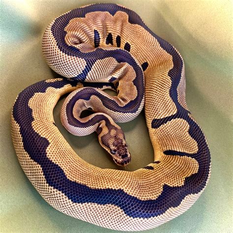 1007g Leopard Blade Clown Ball Python By Noodle Ball Pythons