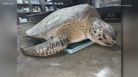 Last Cold Stunned Sea Turtle To Be Released Into Nature