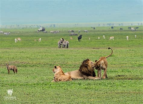 5 Days Best Of Tanzania Wildlife Safari Tanzania Safaris