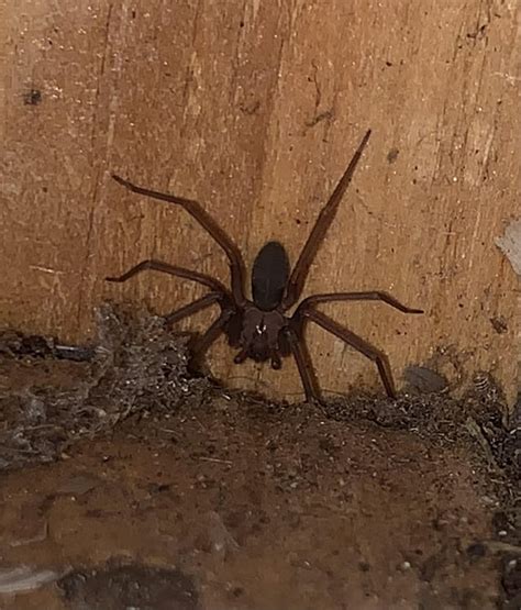 I Have A Brown Recluse Infestation The Triangle North Carolina Spiders