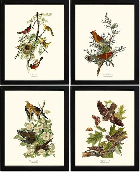 11x14 Birds Of Washington Audubon Bird Prints Set Of Eight 8x10 5x7
