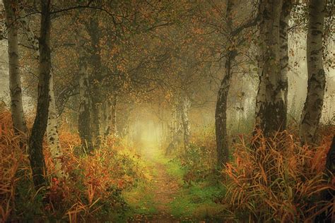 Dream Forest Photograph By Saskia Dingemans Fine Art America