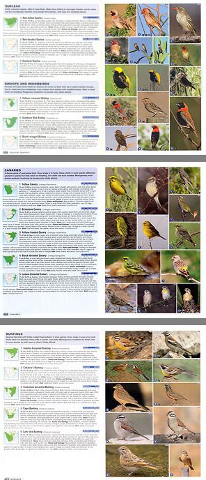 Complete Photographic Field Guide Birds Of Southern Africa By Ian