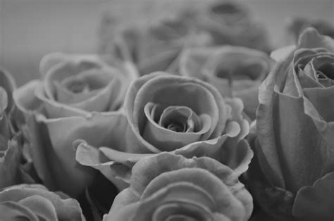 Rose - Black And White Free Stock Photo - Public Domain Pictures