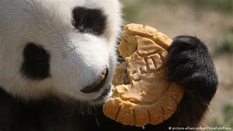 Panda Bears Not As Mysterious As We Once Thought Science In Depth