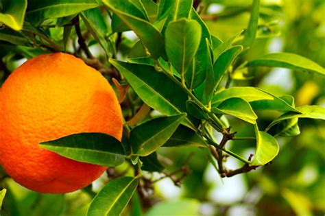 Naranjo Amargo Propiedades Medicinales Herbolario Casa Pià