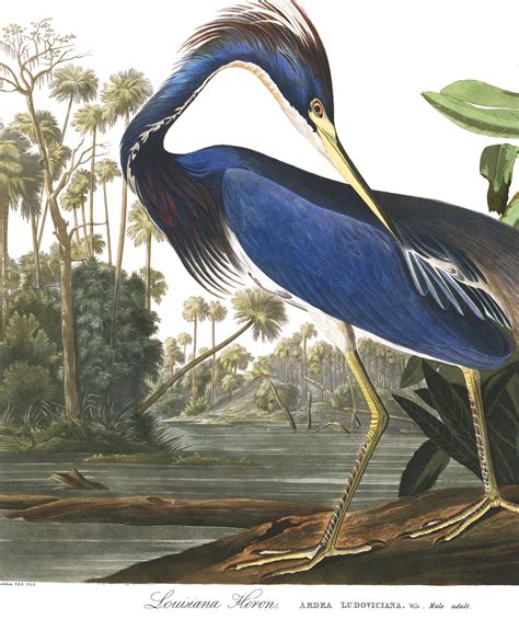 Louisiana Heron John James Audubons Birds Of America