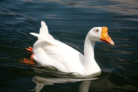 Swan Goose White Chinese Breed Project Noah